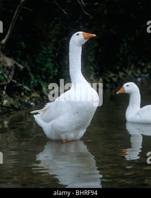 Adult white farmed goose standing in a stream Stock Photo