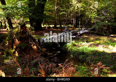 fallen tree in forest Stock Photo