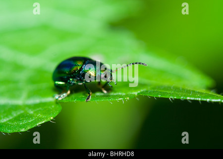 Very detailed macro of a green beetle walking on a leaf Stock Photo