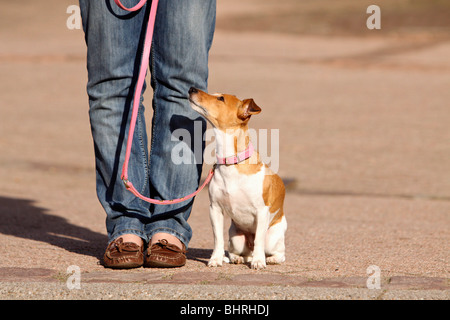 Jack Russell Terrier dog - sitting on a street Stock Photo