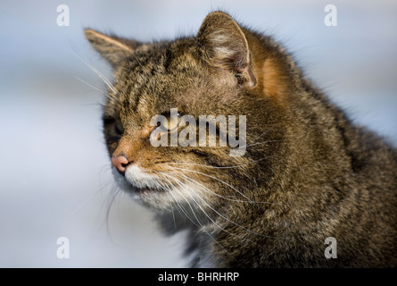 Scottish Wildcat Felis sylvestris Close-up portrait of single adult UK Stock Photo