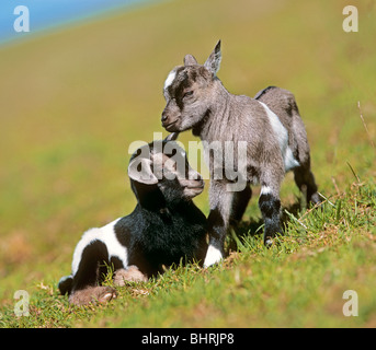 ygmy Goat (Capra aegagrus hircus). Two kids on a meadow Stock Photo