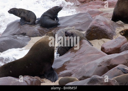 Bull Cape Fur Seals fight on the rocks in Skeleton Coast's Cape Cross reserve. Stock Photo