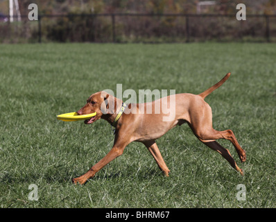 dog running frisbe off leash dog park play ohio Stock Photo