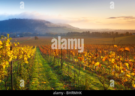 Overlooking an autumnal vineyard at Denbies Wine Estate, mist and low cloud shrouding the hillside at Box Hill Stock Photo