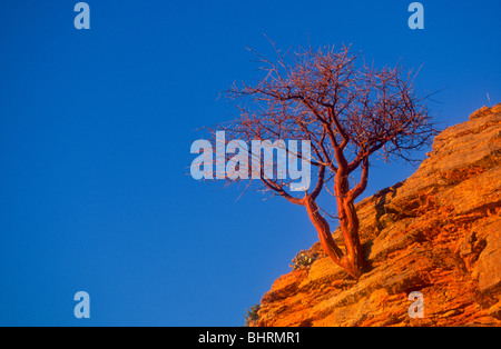 Commiphora, Commiphora glaucescens. Tsaura. Blue-leaved corkwood (E);. Bloublaarkanniedood (A), Namibia Stock Photo