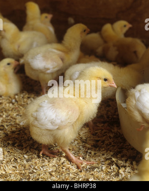 Seven day old broiler chick in a chicken house Stock Photo - Alamy