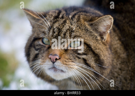 Scottish Wildcat Felis sylvestris Close-up portrait of single adult UK Stock Photo