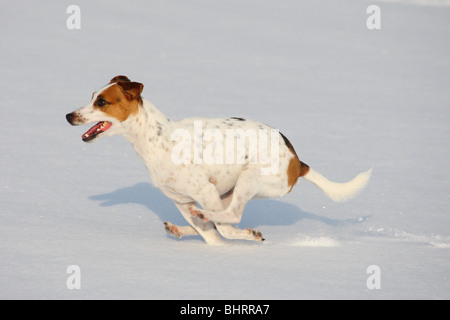Jack Russell Terrier dog - running in snow Stock Photo