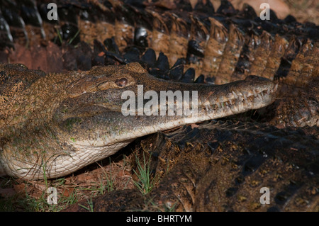 Australian fresh water crocodile (Crocodylus johnsoni or Crocodylus johnstoni)  Stock Photo