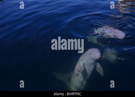 IRRAWADDY DOLPHINS Stock Photo