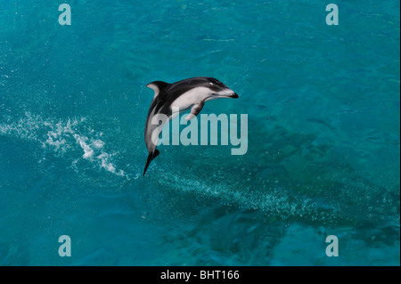 PACIFIC WHITE-SIDED DOLPHIN JUMPING Stock Photo