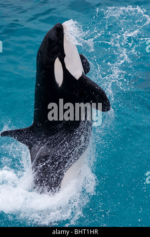 orca killer whale while jumping outside the water Stock Photo - Alamy