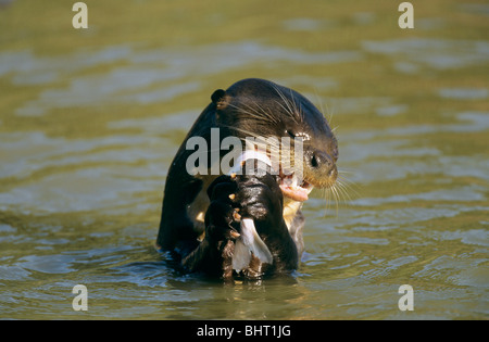 Giant Otter munching fish / Pteronura brasiliensis Stock Photo