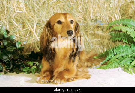 Miniature long-haired dachshund - lying Stock Photo