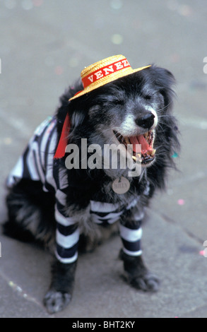 Dog dressed up in Venetian costume wearing 'Venezia' straw hat, Venice Stock Photo