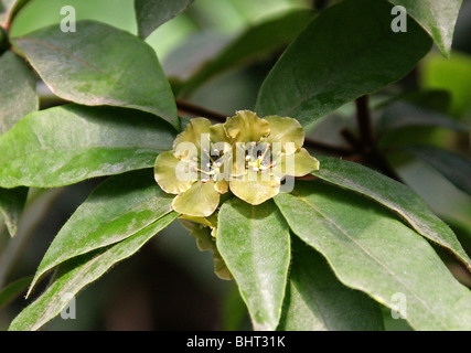 Flower of Death, Emerald Flower, Deherainia smaragdina, Theophrastaceae, Belize, Guatemala, Honduras, Mexico, Central America. Stock Photo