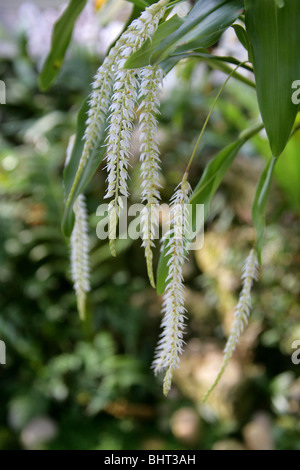 Hay-Scented Orchid, Dendrochilum glumaceum, Orchidaceae, Philippines, South East Asia Stock Photo