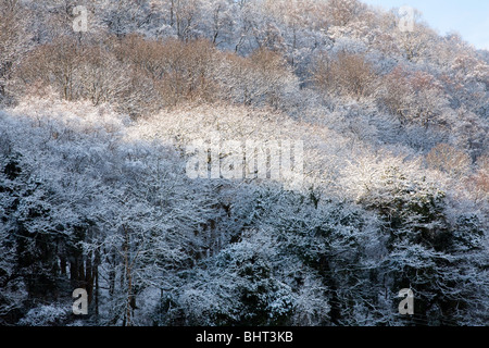 Snow covered oak woodland reserve, Coed Camlyn, in the village of Maentwrog in Snowdonia National Park , North Wales, UK. Cymru Stock Photo