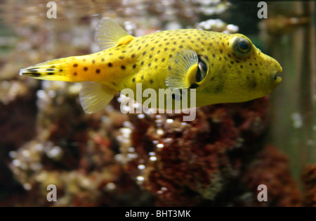 Black Spotted Yellow Puffer Fish, Arothron nigropunctatus, Tetraodontidae. Aka dog-faced puffer.  Indian Ocean,  Pacific Ocean. Stock Photo