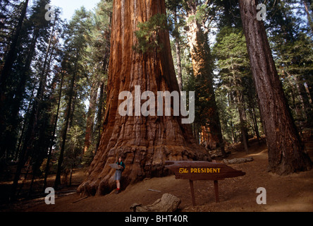 Lady tourist stands with a map of Kings Canyon National Park beneath Giant Sequoia tree called The President. Stock Photo