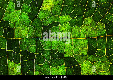 Macro of a leaf Stock Photo