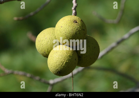 Walnuts on a Tree Branch Stock Photo
