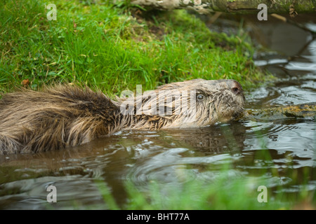 European Beaver (Castor fiber). Pulling a log in shallow water. Stock Photo