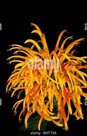 Yellow Shrimp Plant - Hawaii Stock Photo