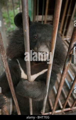 Caged Asian black bear in it's living area between performances for tourists in Yunnan National Park, Xinshuangbanna, China Stock Photo