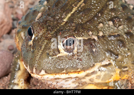 African bullfrog, Pyxicephalus adspersus, aggressive  