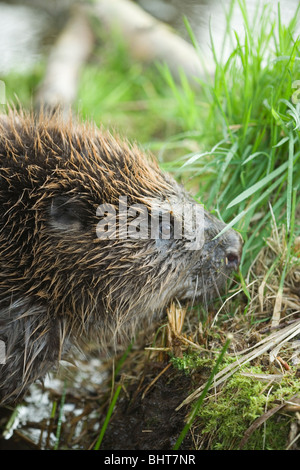 European Beaver (Castor fiber). Feeding on water edge marginal vegetation. Stock Photo