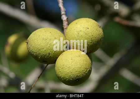 Walnuts on a Tree Branch Stock Photo