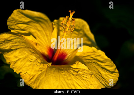 Yellow Hibiscus flower - Hawaii Stock Photo