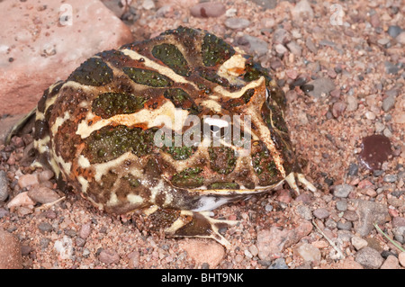 Argentine horned frog, Ceratophyrys ornata, also known as the Pacman frog, native to rainforests of Argentina, Uruguay, Brazil Stock Photo