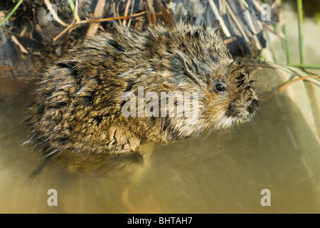 Water Vole (Arvicola amphibius). Stock Photo