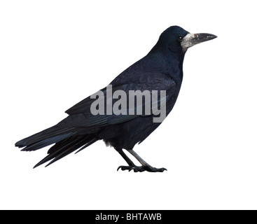 Adult Rook (Corvus frugilegus) in front of white background. Stock Photo