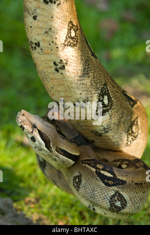 Boa Constrictor (Boa constrictor). Hanging down from a tree branch. Stock Photo