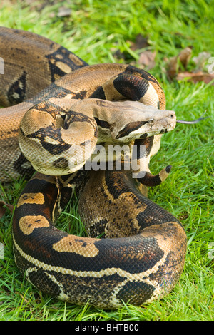 Boa Constrictor (Boa constrictor). Defensive posture. Note bold colourful skin pattern towards tail end. Stock Photo