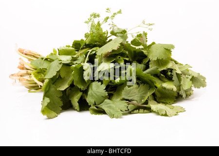 Bundle of Fresh Coriander or cilantro from low viewpoint isolated against white background. Stock Photo