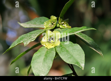 Flower of Death, Emerald Flower, Deherainia smaragdina, Theophrastaceae, Belize, Guatemala, Honduras, Mexico, Central America. Stock Photo