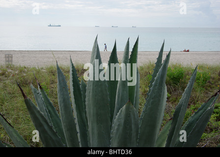 Miami Beach view with agave plant in the foreground Stock Photo