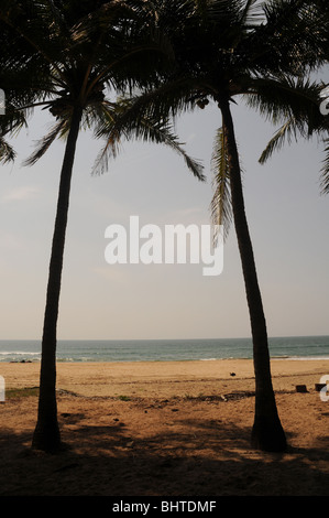 Palm trees on the beach of the Shanti Maurice Resort in the sunlight ...