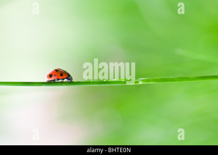 Close-up of a ladybug on a straw over green blurred background Stock Photo