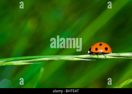 Close-up of a ladybug on a straw over green blurred background Stock Photo