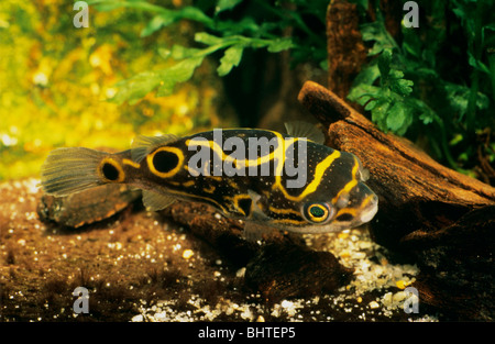 Figure 8 Puffer, Eyespot Puffer (Tetraodon biocellatus) under water Stock Photo