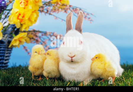 animal friendship: white rabbit with three fledglings on meadow Stock Photo