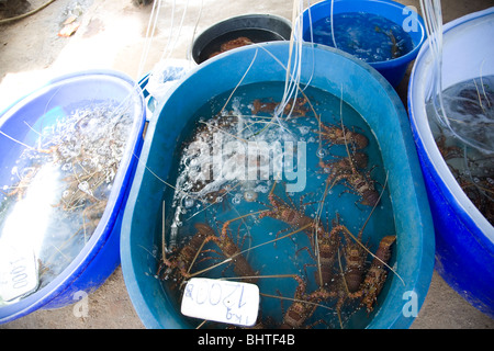 Fresh Lobster in Oxygenated Water Stock Photo