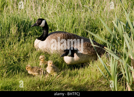 A pair of Canada geese with chicks Stock Photo