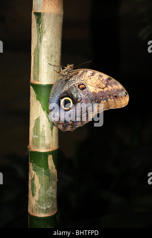 Owl Butterfly Caligo memnon on bamboo stem. Stock Photo